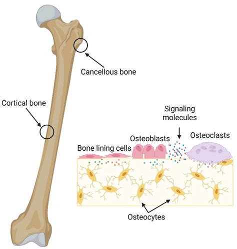 Significance Of Mechanical Loading In Bone Fracture Healing Bone
