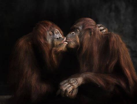 Orangutans Kissing Most Endangered Animals Animals Kissing