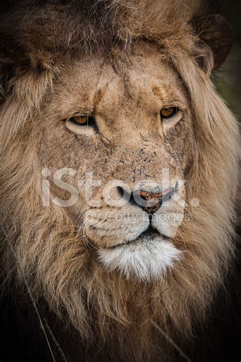 Male Lion Head Stock Photo Royalty Free Freeimages