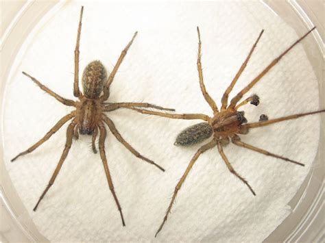 Image For Grass Spider Vs Hobo Spider Who Are The