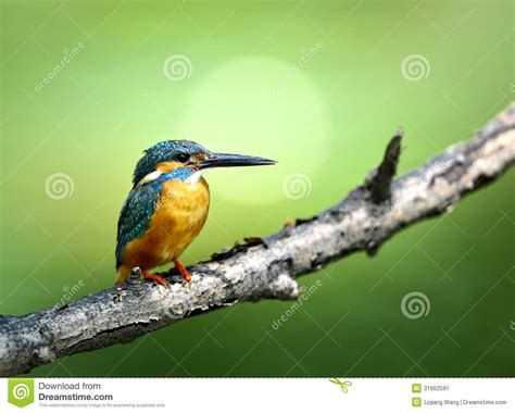 Kingfishers Stock Image Image Of Animals Survival Foraging 31662591