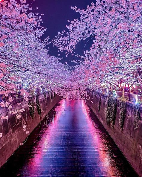 Meguro River Cherry Blossom Walk Tokyo Japan Sakura 目黒川 東京 桜 自然