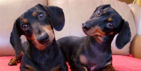 Why Do Dogs Tilt Their Heads Dogtime Dachshund Dog Weenie Dogs