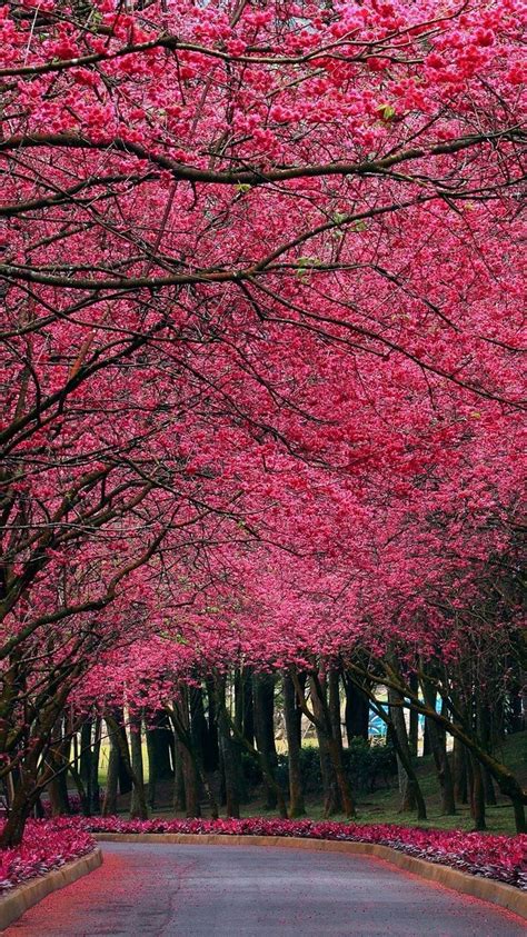 Most Beautiful Flowering Trees In The World How To Do Thing