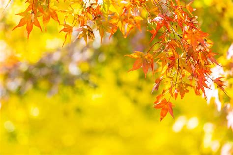 Beautiful Maple Leaf Tree In Autumn 2029579 Stock Photo At Vecteezy