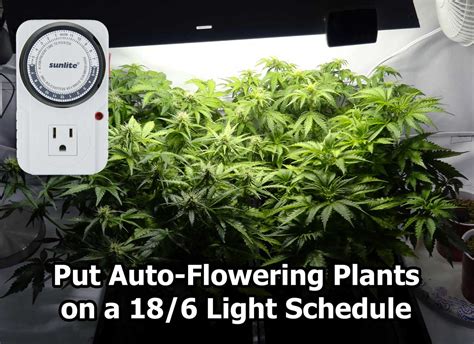 The system allows the indoor plants to get the right amount of lighting that it needs. Best Light Schedule for Auto-Flowering Strains? | Grow ...