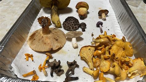 Massachusetts Mushroom Identification And Fungi Facts Youtube