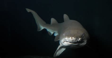 Baby Sand Sharks