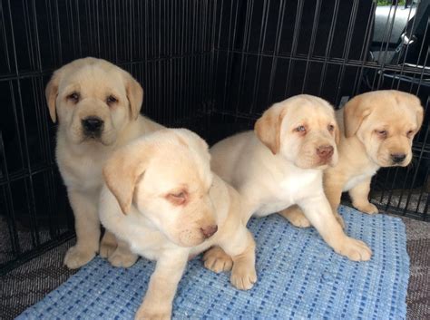 Labrador Retriever Puppies For Sale San Antonio Tx 241367