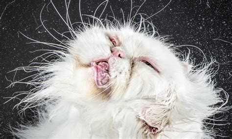 Cats In Slow Motion In Pictures Life And Style The Guardian