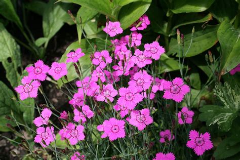 10 Low Maintenance Flowering Ground Cover Plants Dengarden