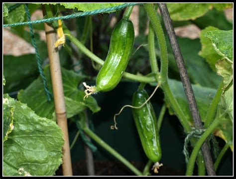 Learn how to plant, grow, and harvest cucumber plants with this growing guide from the old farmer's almanac. HOW TO GROW CUCUMBERS |The Garden of Eaden