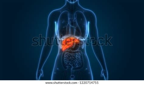 Human Liver Anatomy 3d Stock Illustration 1220714755