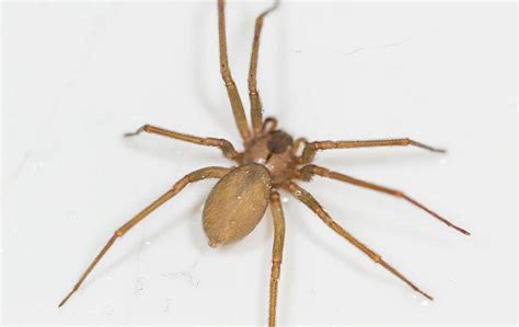Large Brown Recluse Spider Science Wiki