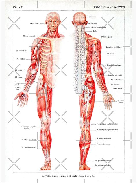 Vintage Muscular System Anatomical Chart Human Muscle Anatomy Premium