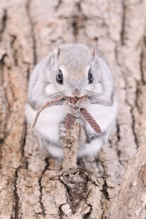 The japanese dwarf flying squirrel and siberian flying squirrel are known for their big eyes, small stature, and overall adorable appearance. end0skeletal | Japanese dwarf flying squirrel, Cute ...