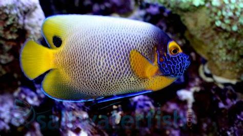 Blueface Angelfish Size 325 425 Inches For Sale Pomacanthus