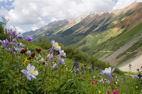 We did not find results for: Columbine and other wildflowers on a grassy slope near ...