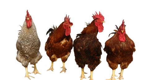 Chicken PNG Transparent Images PNG All