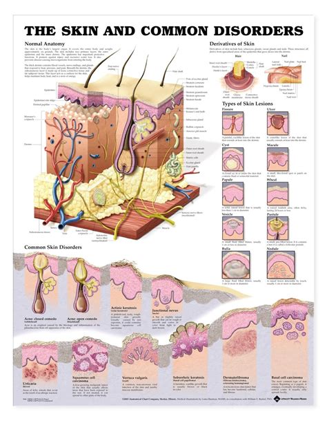 The Skin And Common Disorders Anatomical Chart Anatomy Models And