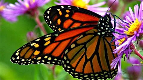Ideal Weather Conditions Last Year Renew Hope For Eastern Monarch