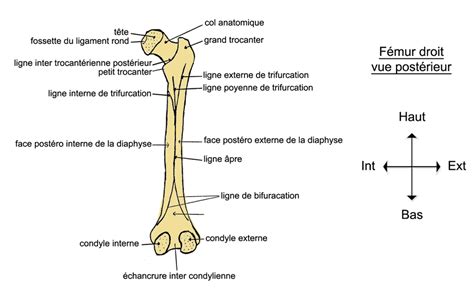 Anatomie Squelette Et Muscles Du Corps Humain Schéma Simple Anatomie