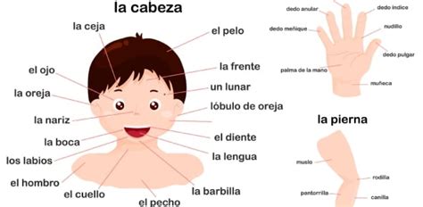 Body Parts Of The Spanish El Cuerpo Humano