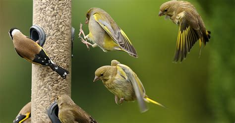 How The Experts Attract Birds To Their Backyard