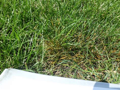 Iaturf Rust Disease On Perennial Ryegrass