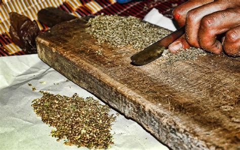 Maroc : les cultivateurs du cannabis font un pas en avant ...