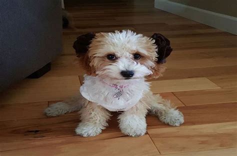 We strive to produce beautiful, healthy, quality puppies and it is our goal to provide families with the perfect companion. 30 Amazing Facts About the Maltese Poodle Mix (Maltipoo) • Teacup Dog Daily
