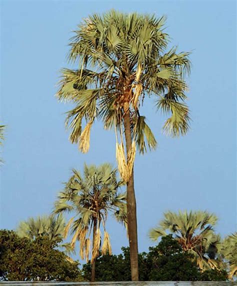 Ilala Palm Lee Berger Locally Called Molala Large Palm Trees