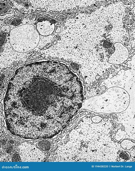 Cell Nucleus And Organelles Under The Electron Microscope Stock Photo