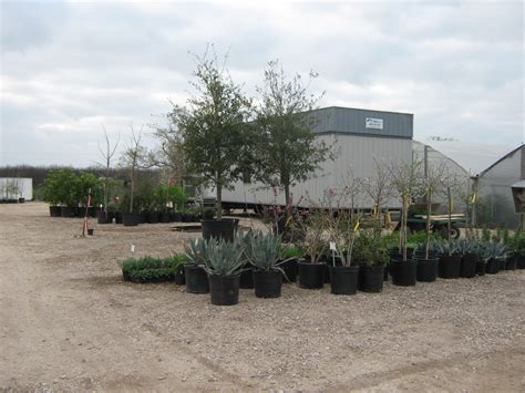 The impact of the continued pandemic, followed by the severity of winter storm uri, is being realized. Native Texas Nursery: March 2011
