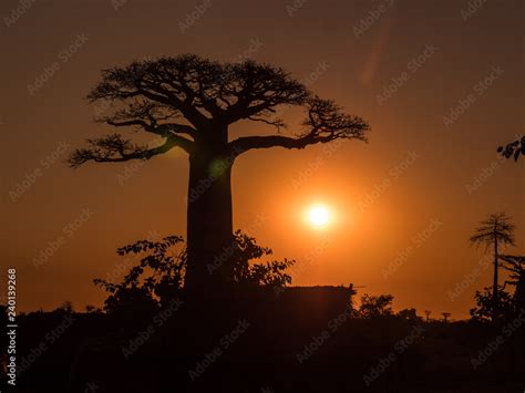 Baobab Trees At Sunset Stock Photo Adobe Stock