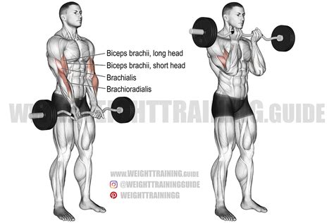 Close Grip Ez Bar Curl Instructions And Video Weight Training Guide