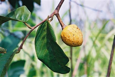 West African Plants A Photo Guide Annona Senegalensis Pers