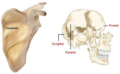 AnatomÍa Y FisiologÍa Humana OsteologÍa