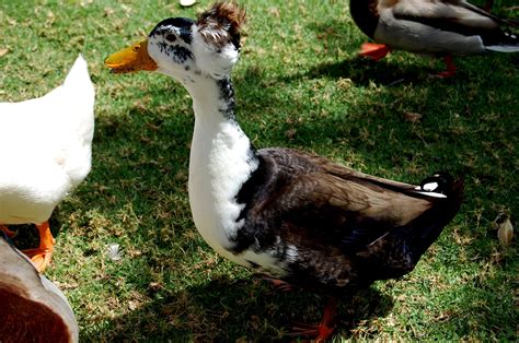 Meet Afro Duck Animals Cute Afro
