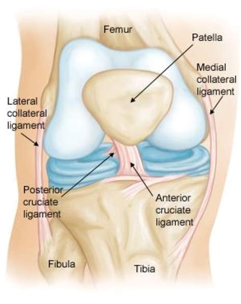 Alibaba.com offers 1,935 leg ligaments products. Collateral Ligament Injuries - OrthoInfo - AAOS