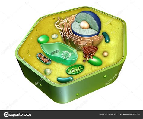 Plant Cell Structure Generalized Plant Cell It Is Composed Of A