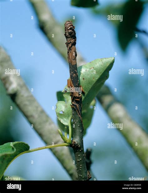 Canker Neonectria Ditissima Lesion On Pear Wood Stock Photo Alamy