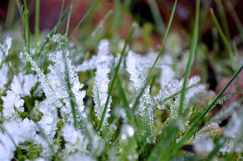 How To Keep Grass Green In Winter Unugtp News