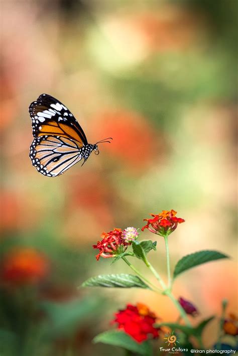 Beauty Is A Path Of Nature By Kiran Kumar On 500px Monarch