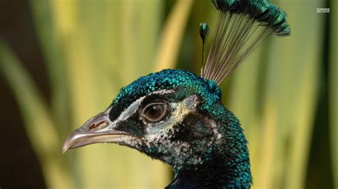 Peacock Animals Wallpaper 38740658 Fanpop