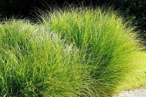 Drought Tolerant Ornamental Grasses Youll Be Pleased To Know About