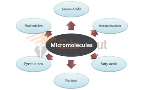 What Are Micromolecules Definition Examples And Types