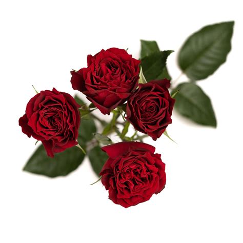 Brilliant Stars Red Spray Rose Esmeralda Farms Wholesale Flowers