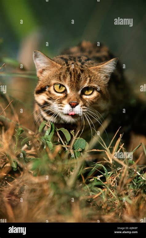 African Wildcat Felis Lybica Looking At The Camera Stock Photo Alamy