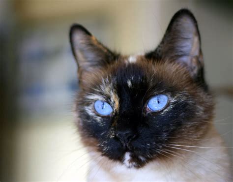 Tortie Point Siamese Cats Siamese Of Day